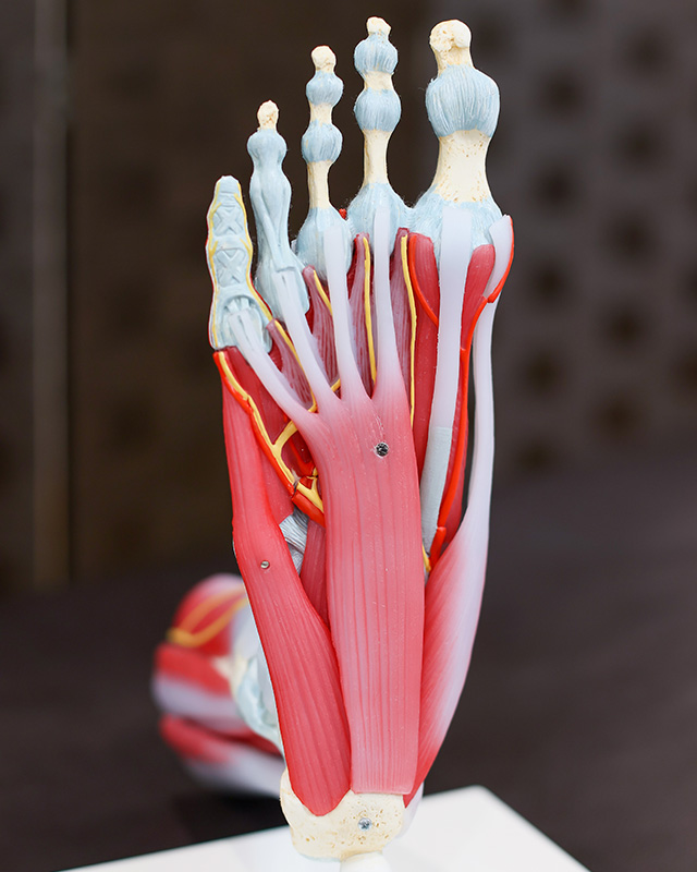 足裏の解剖模型：かかとから広がる足底腱膜